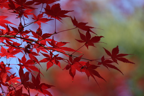 小石川後楽園の紅葉_a0180279_18151942.jpg