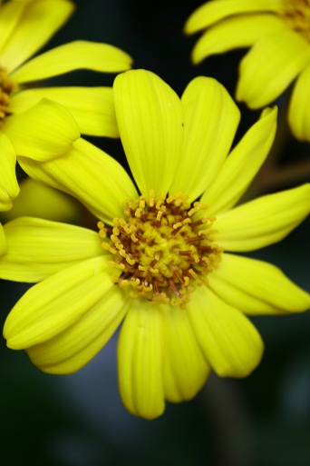 この花の季節（わたしのお気に入り）_c0204385_21392390.jpg