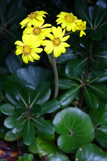 この花の季節（わたしのお気に入り）_c0204385_21393886.jpg