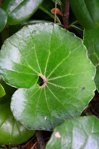 この花の季節（わたしのお気に入り）_c0204385_21395694.jpg