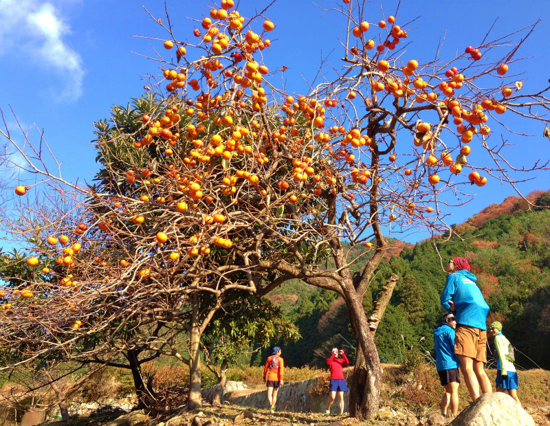 2013/12/01 Mountain Running in Shiragadake 白髪岳 with MRHC_b0220886_16331878.jpg