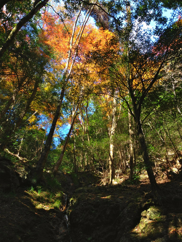 2013/12/01 Mountain Running in Shiragadake 白髪岳 with MRHC_b0220886_16455516.jpg