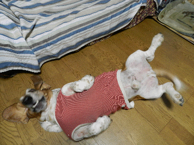 f0205887_10181886.gif