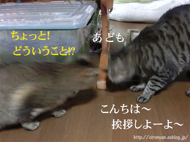 a0159490_16592139.jpg