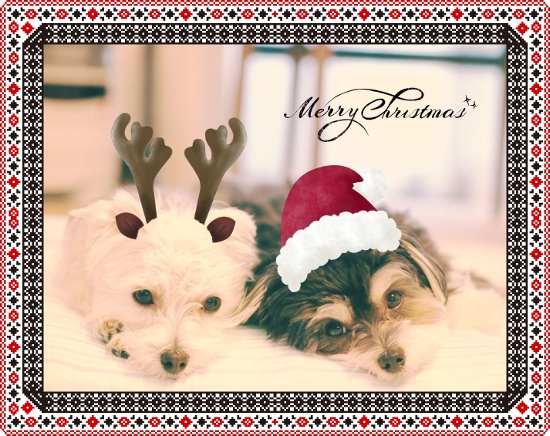 愛犬の写真でクリスマスカード！画像加工サービスで遊ぶ_e0290293_151040100.jpg