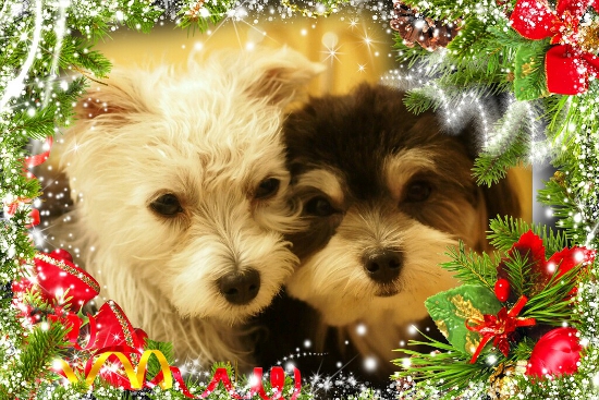 愛犬の写真でクリスマスカード！画像加工サービスで遊ぶ_e0290293_15162895.jpg