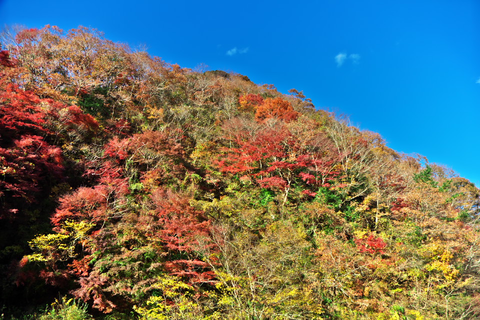 房総半島の紅葉（I）三島湖_d0248494_2020863.jpg