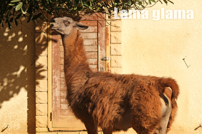 ラマ：Lama glama _b0249597_5251196.jpg