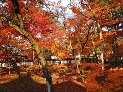 紅葉_e0090501_0274784.jpg