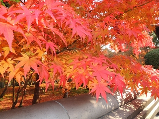 紅葉_e0090501_0283914.jpg