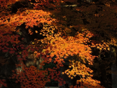 紅葉_e0090501_0325938.jpg