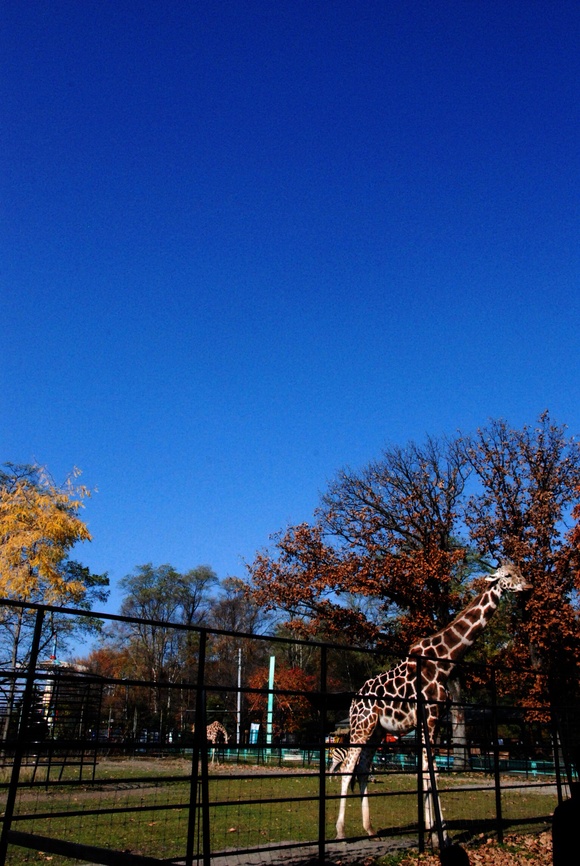 アミメキリン ムサシ・リボン ｜ おびひろ動物園_e0319302_18304849.jpg