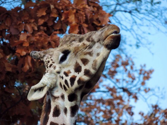 アミメキリン ムサシ・リボン ｜ おびひろ動物園_e0319302_1831231.jpg