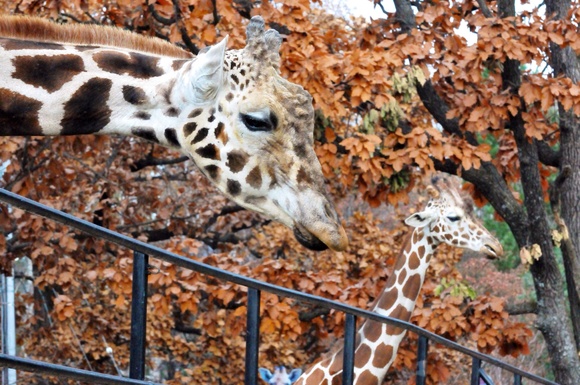 アミメキリン ムサシ・リボン ｜ おびひろ動物園_e0319302_18314334.jpg