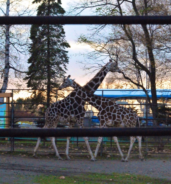 アミメキリン ムサシ・リボン ｜ おびひろ動物園_e0319302_18322590.jpg