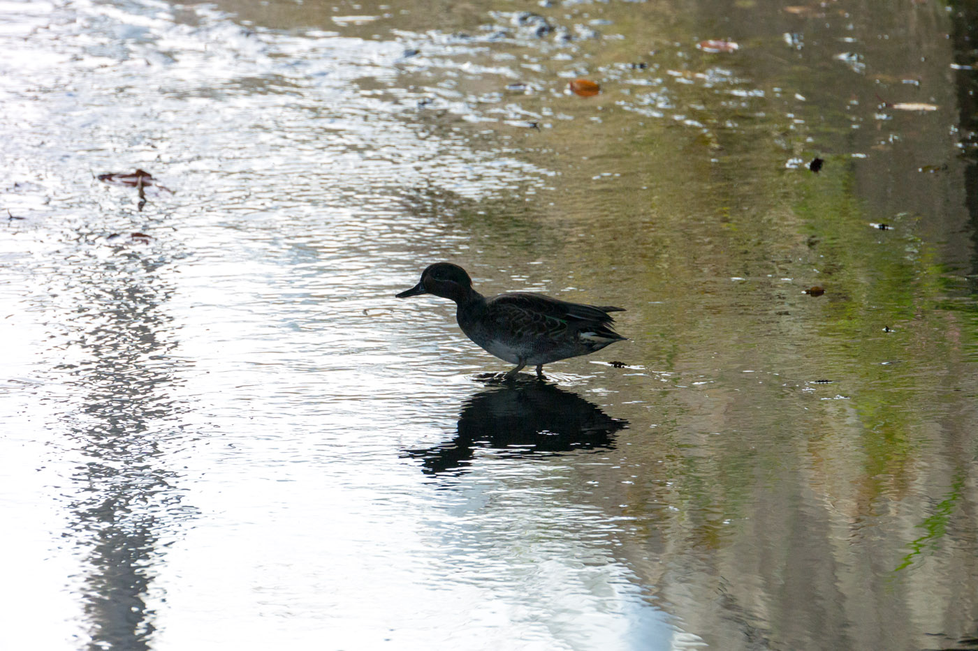 野鳥の季節になった・・・_f0083903_14192921.jpg