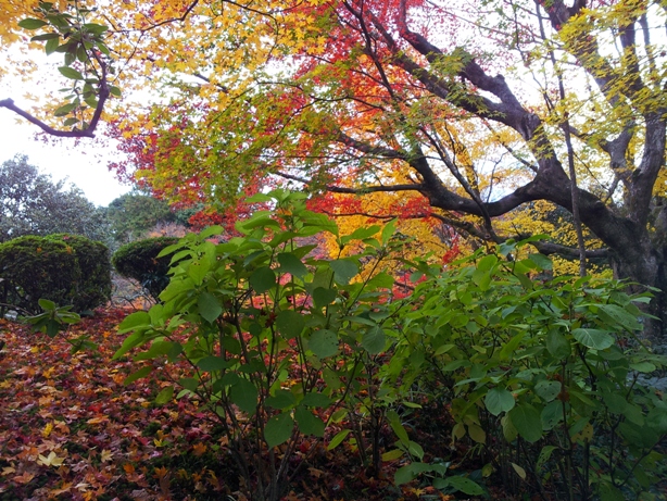 詩仙堂と蓮華寺に石川丈山のお庭を訪ねたけれど、侘びの世界はチョー満員。。_e0033713_17515714.jpg