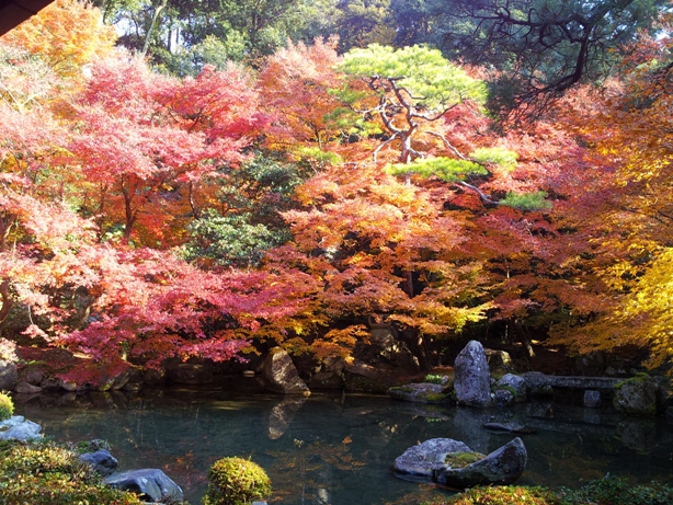 詩仙堂と蓮華寺に石川丈山のお庭を訪ねたけれど、侘びの世界はチョー満員。。_e0033713_18163665.jpg