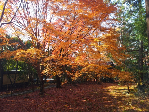 詩仙堂と蓮華寺に石川丈山のお庭を訪ねたけれど、侘びの世界はチョー満員。。_e0033713_18175046.jpg