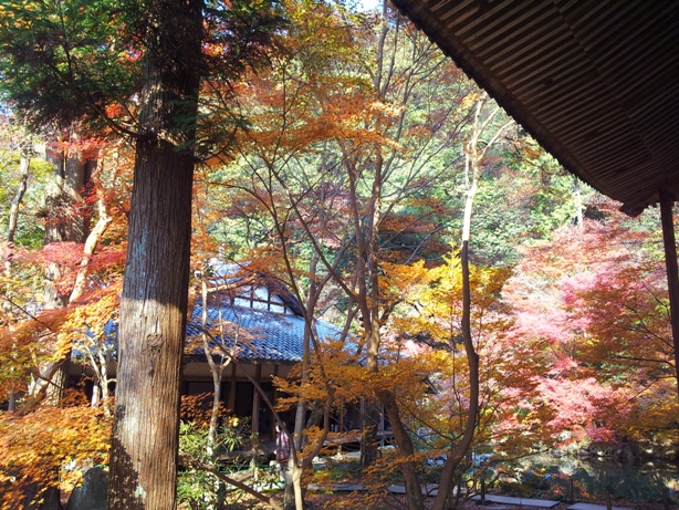 詩仙堂と蓮華寺に石川丈山のお庭を訪ねたけれど、侘びの世界はチョー満員。。_e0033713_18262904.jpg