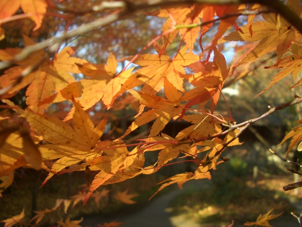 詩仙堂と蓮華寺に石川丈山のお庭を訪ねたけれど、侘びの世界はチョー満員。。_e0033713_18283060.jpg