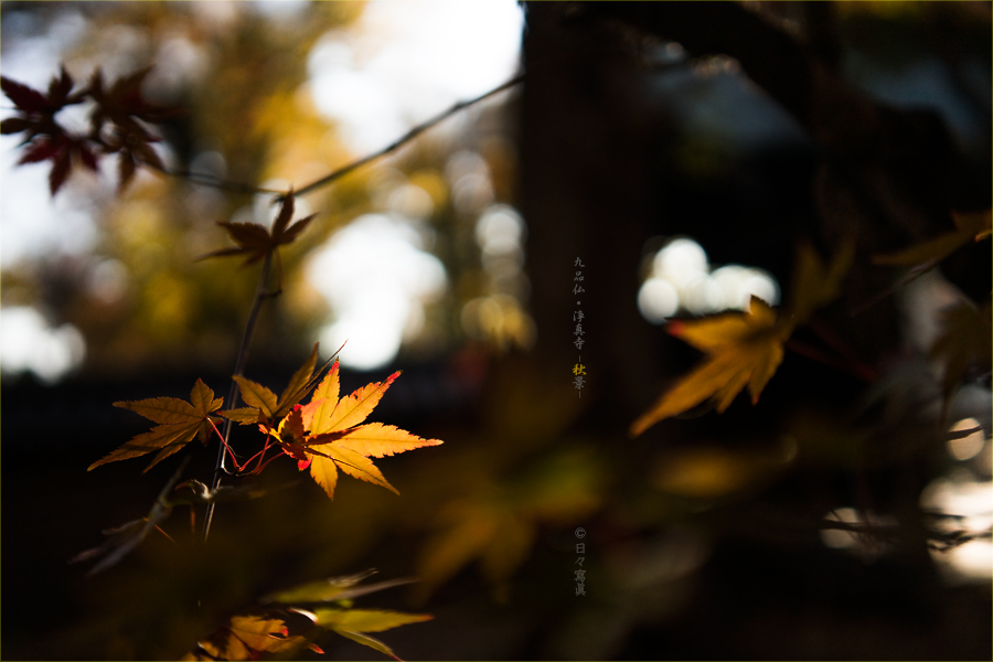 SONY α7 スナップ #14_e0117517_20385564.jpg