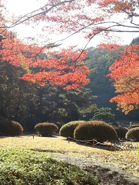 明治神宮外国人茶会2013年12月_c0049825_4323311.jpg