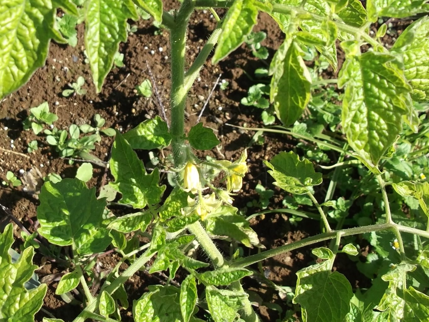菜園をよくよく見れば...花が!_b0137932_10543995.jpg