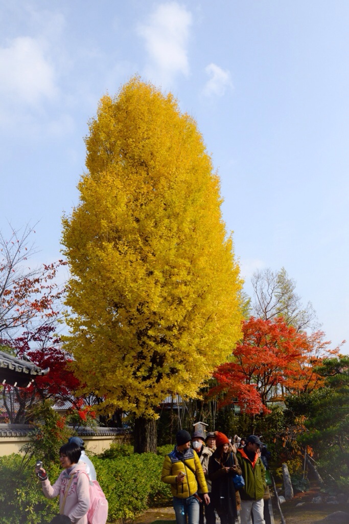 嵐山の紅葉_b0129533_21151100.jpg