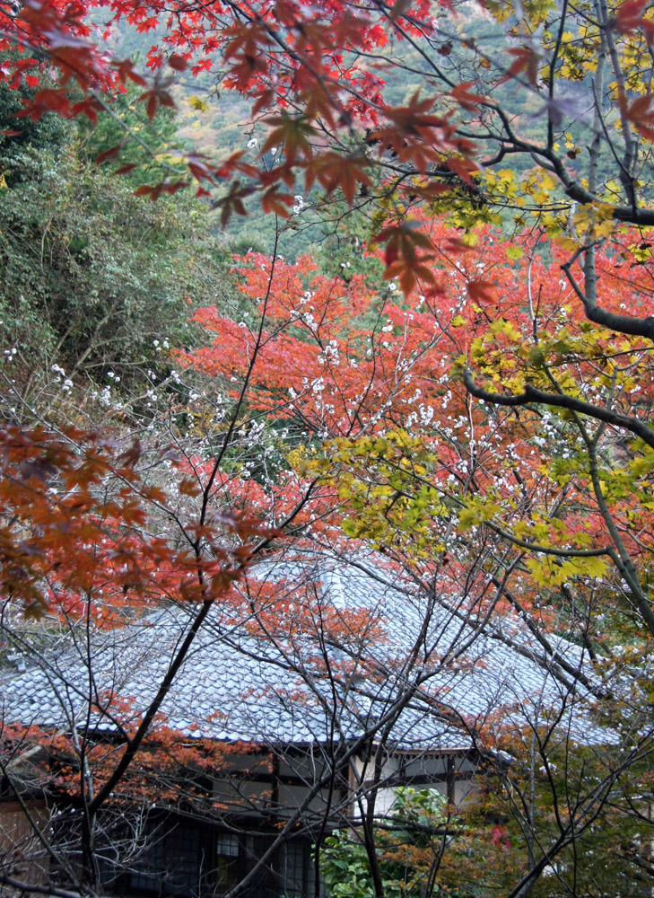 三重県　湯の山温泉　三岳寺　紅葉_c0108146_21331586.jpg