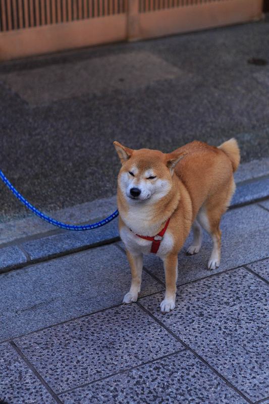多麻・まめ藤さん お見世出し(祇園甲部)_f0155048_14314588.jpg