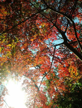 不動前の紅葉_a0061057_2323490.jpg