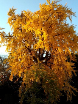 不動前の紅葉_a0061057_23244054.jpg