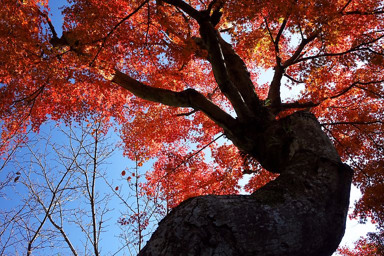 鎌倉　浄智寺（１１月２７日）_c0057265_381216.jpg