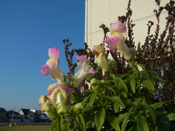b0194267_18273633.jpg