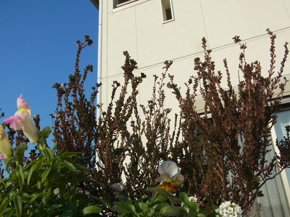 b0194267_18305633.jpg