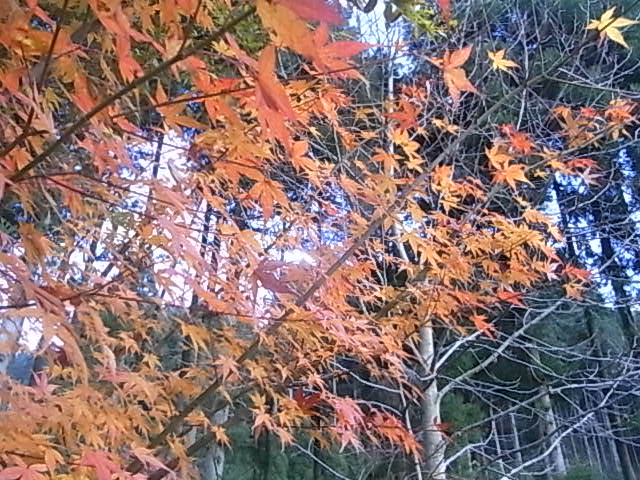 a0146070_873170.jpg