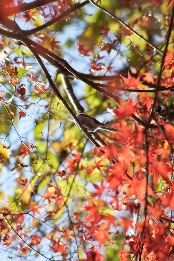 autumn leaves (4)_d0123171_1535620.jpg