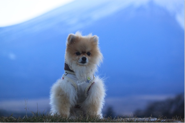 大好きだ～富士山♪_e0330372_7482929.jpg