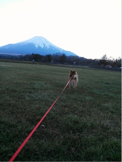 大好きだ～富士山♪_e0330372_7532430.jpg