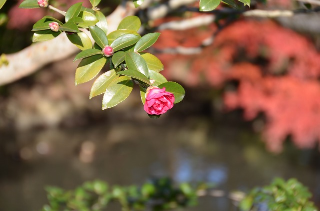 2013年12月3日【マルバノキの花＆スイセンの蕾】_a0185880_10272158.jpg