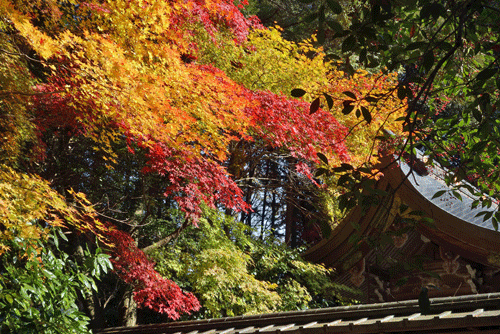 鷺の森神社_b0159780_23401410.gif