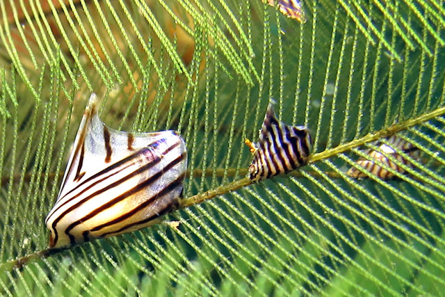 2013年12月3日(火) シロチョウウグイスガイ_b0137083_17195412.jpg