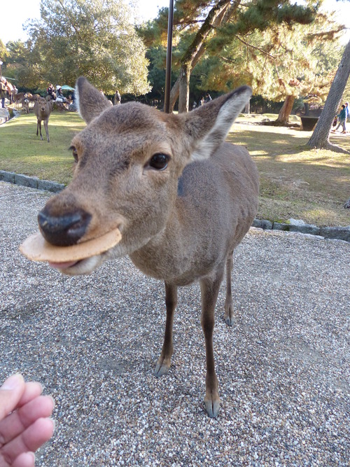 そうだ 京都、行こう。_a0313984_22491378.jpg