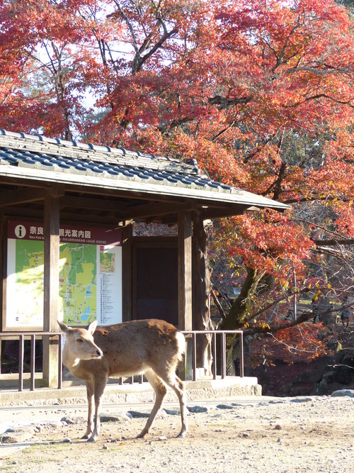 そうだ 京都、行こう。_a0313984_22585097.jpg