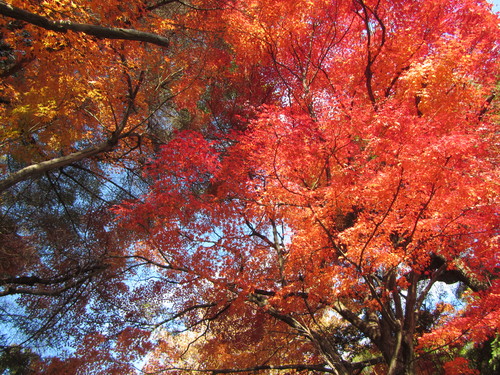 まさかの紅葉三昧　盤滝〜甲山_a0251786_21564633.jpg