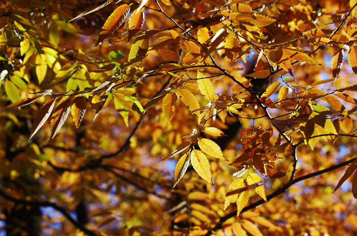 No.82 紅葉collection 2013 その１_d0016587_18263744.jpg