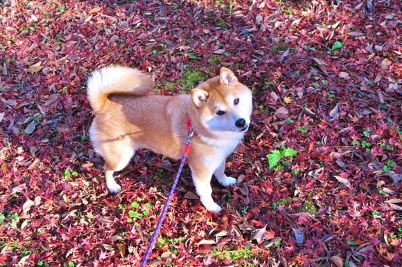 かぼ父さんがカメラを持って_a0126590_411464.jpg