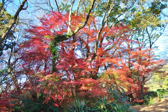 かぼ父さんがカメラを持って_a0126590_426326.jpg