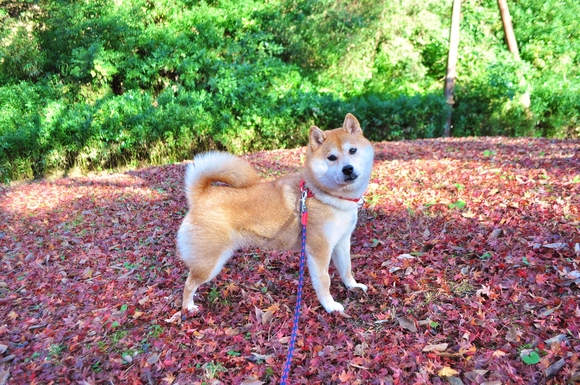 かぼ父さんがカメラを持って_a0126590_491631.jpg